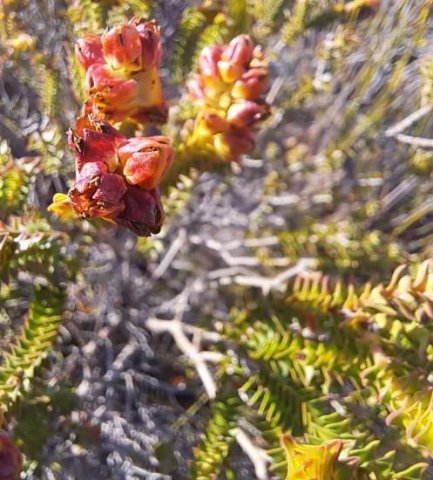 Penaea mucronata fruiting change